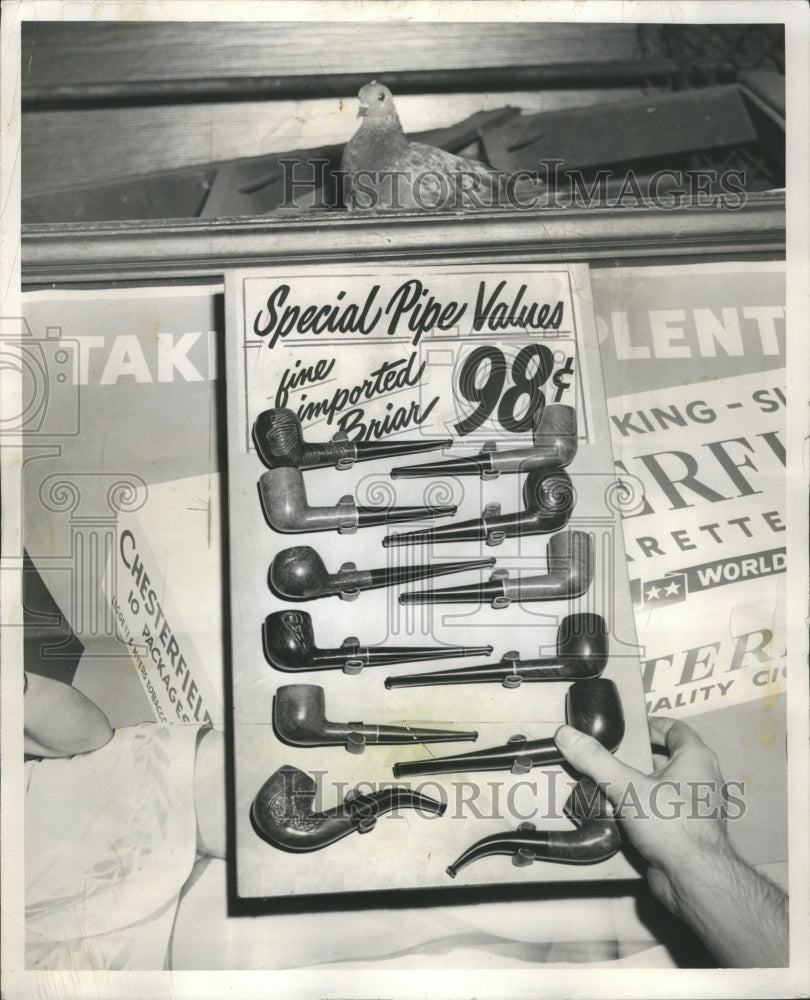 1964 Pigeon In Shot Ben's Cigar Camera Shop - Historic Images