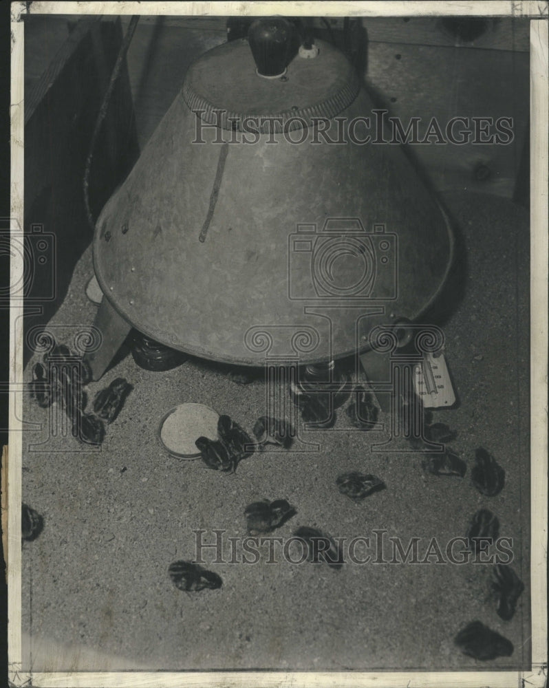 1934 Valley Quail Chicks Brooder Eating - Historic Images