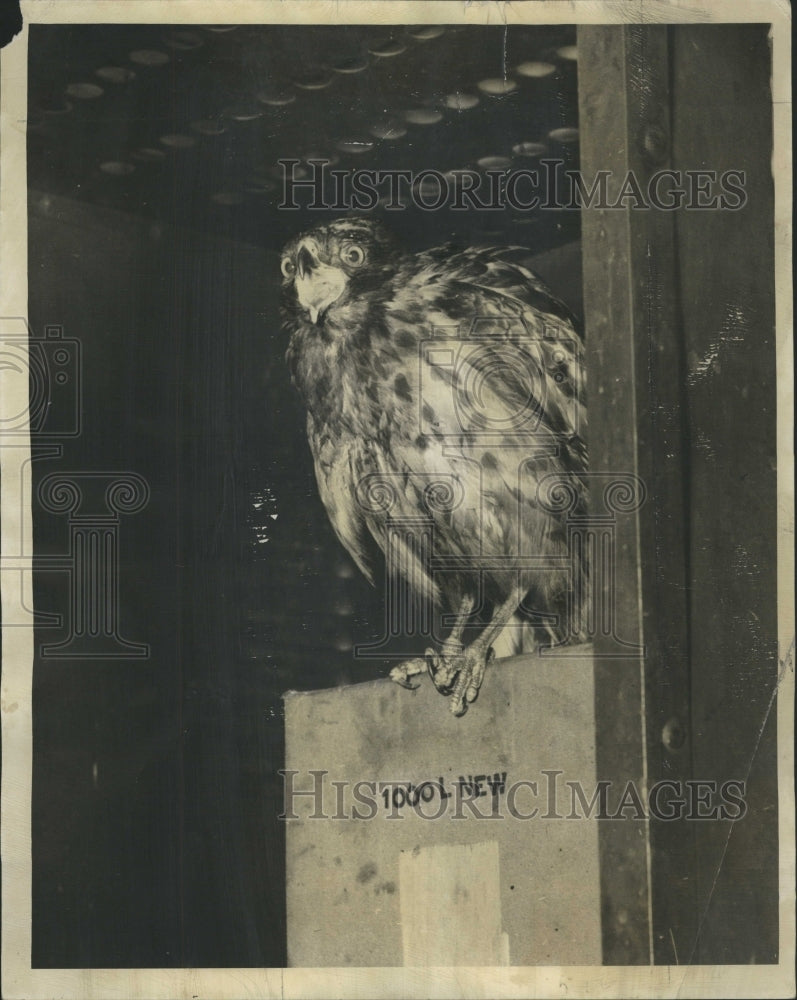 1943 Captured Chicken Hawk Albany Park - Historic Images