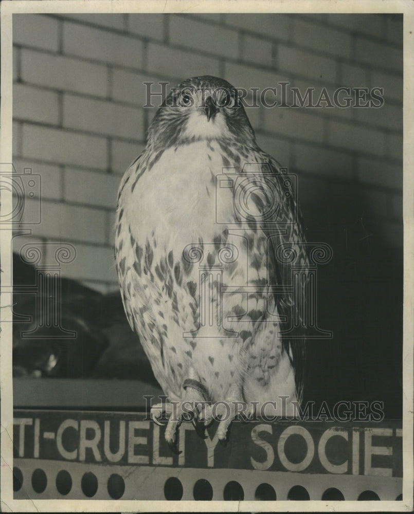 1951 Falcon - Historic Images
