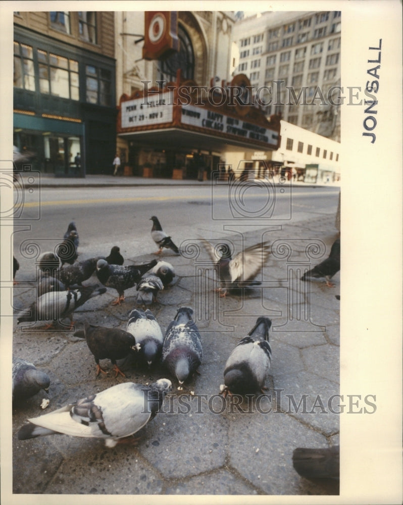 1990 Pigeons - Historic Images