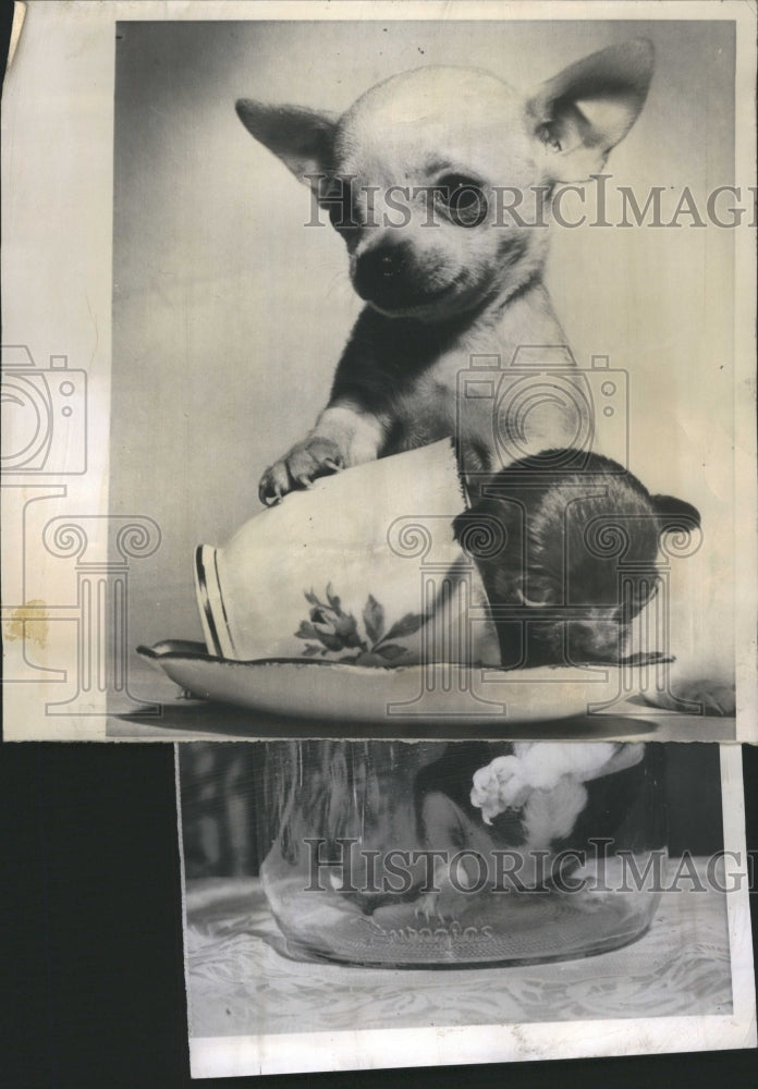 1965 Press Photo Chihuahua Cup Saucer Animal - Historic Images