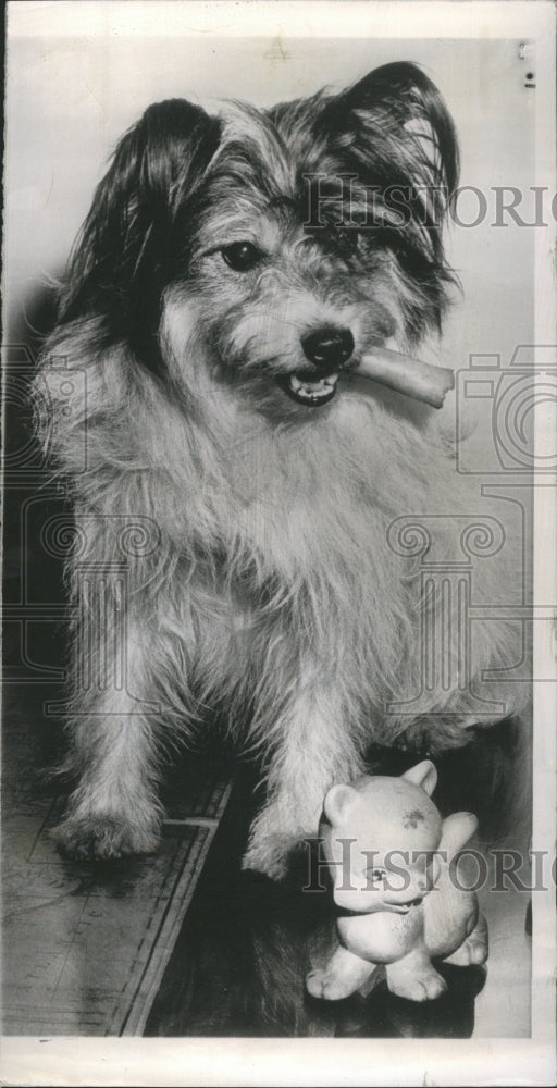 1952 Dog Left Inheritance Oscar Thiene - Historic Images