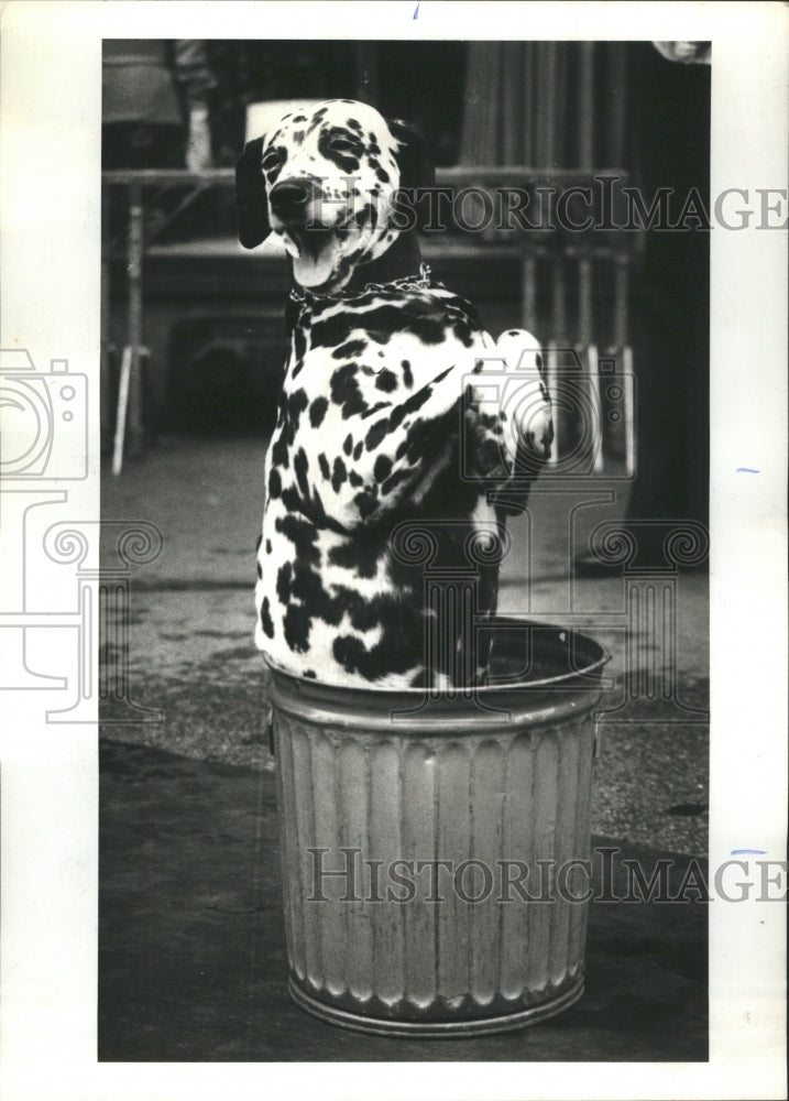 1977 Dalmatian State Street Summerfest - Historic Images