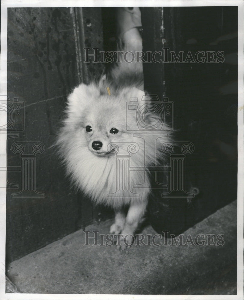 1952 Pomeranien Advance Dog Show Pic - Historic Images