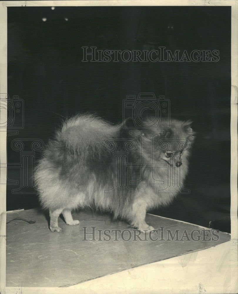 1949 Stanleigh Teddy Pomeranian Nowicki  - Historic Images