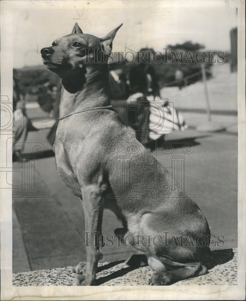 1950 Rudolph Von Mardor Toy Pincher Betty - Historic Images