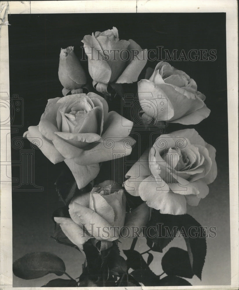  White Roses Half Dozen - Historic Images