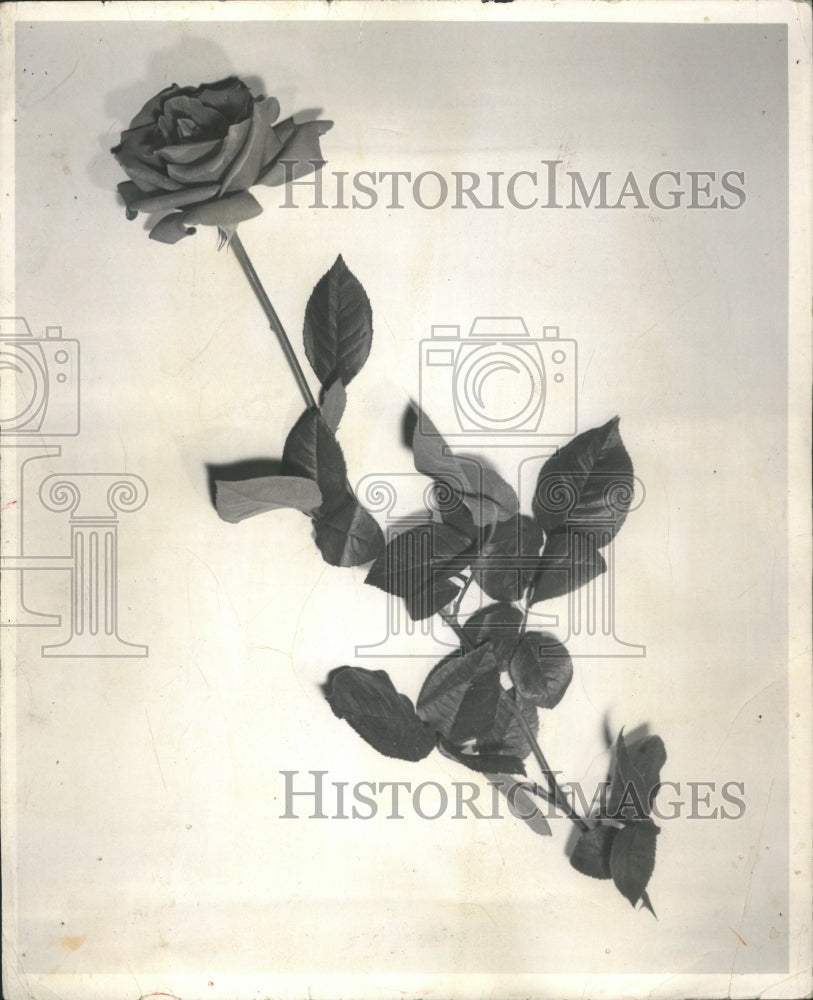 1954 A Rose Press Photo - Historic Images
