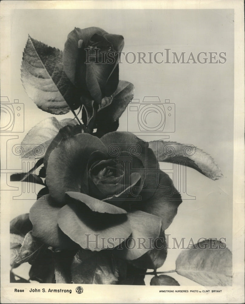 1961 Red Flowers John Armstrong Rose  - Historic Images