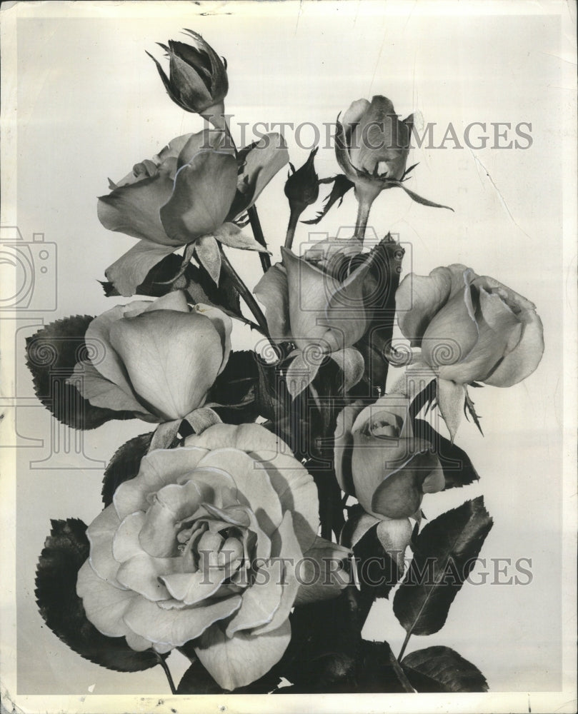 1958 Foribunda Rose Cross Hybrid Tea Wild - Historic Images