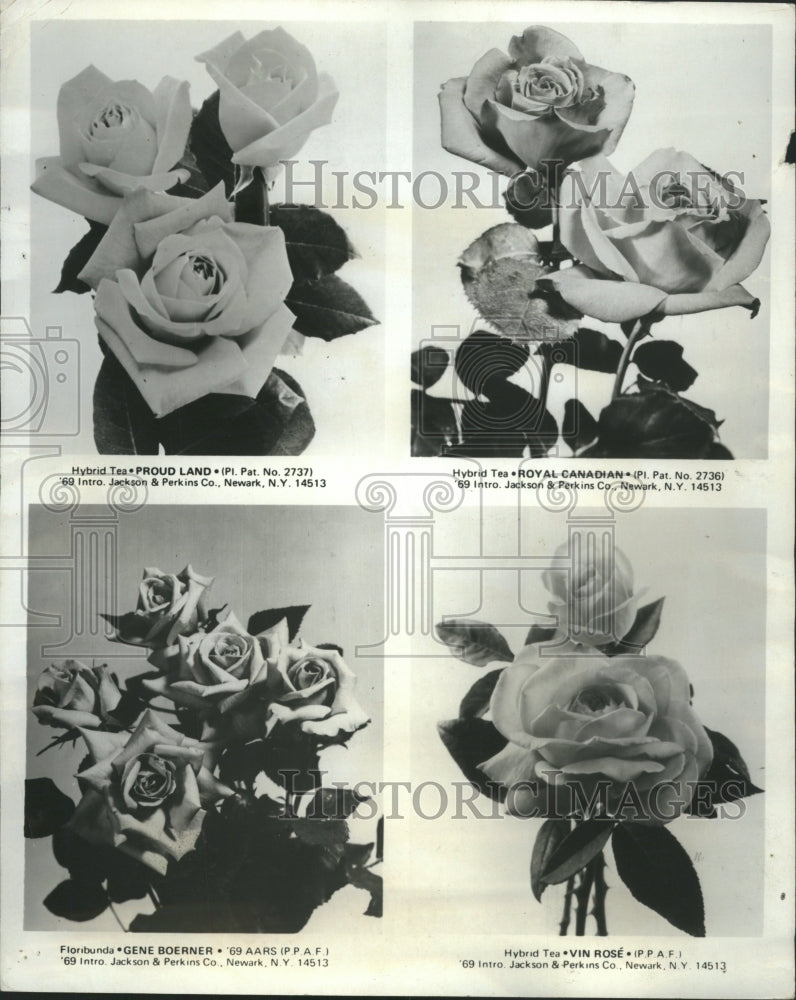 1968 Different Variety of roses - Historic Images