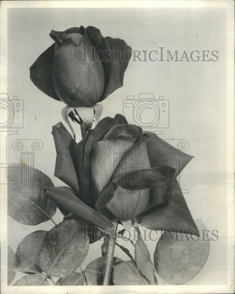 1963 Flowers  - Historic Images