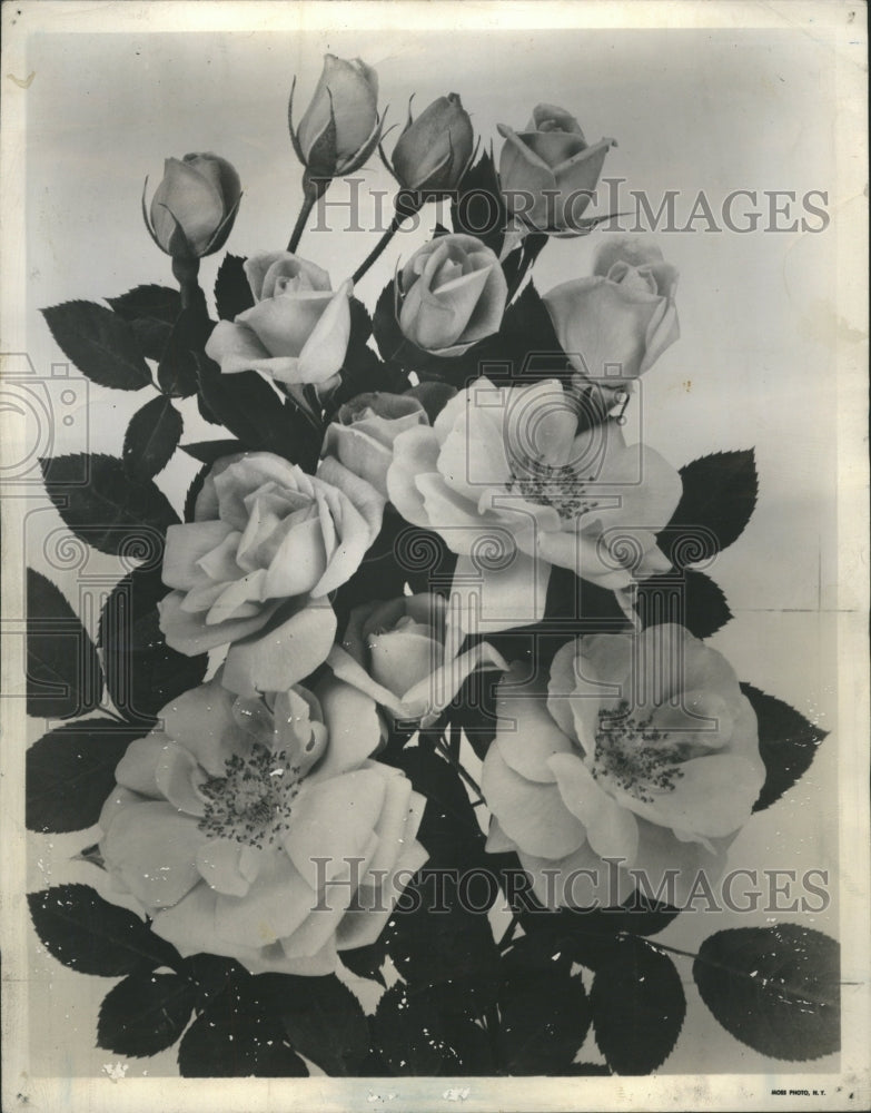 1952 Floribunda roses. - Historic Images