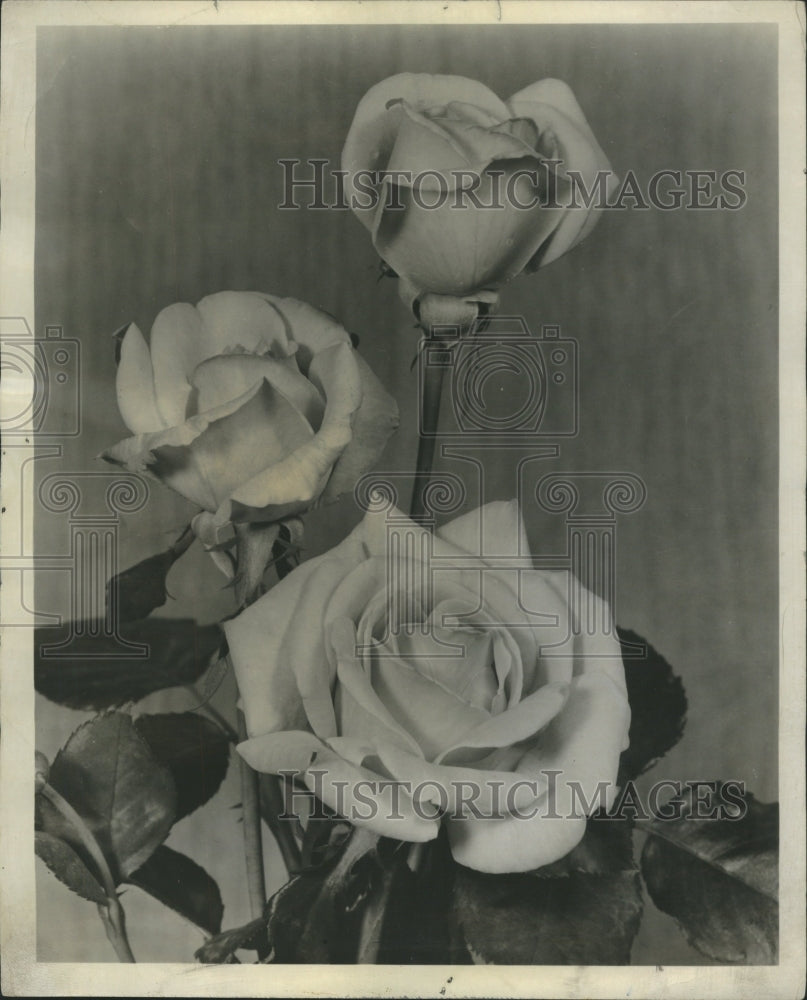 1960 Hybrid Tea Roses - Historic Images