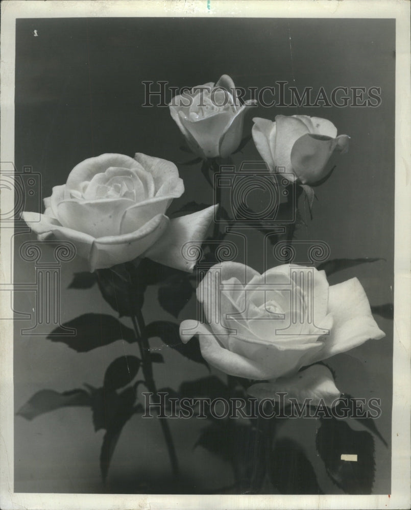 1978 White Roses - Historic Images