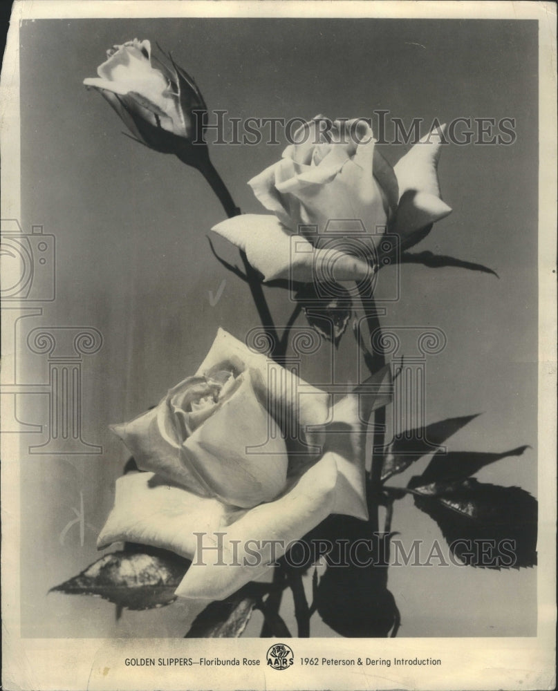 1962 Rose planting selections - Historic Images