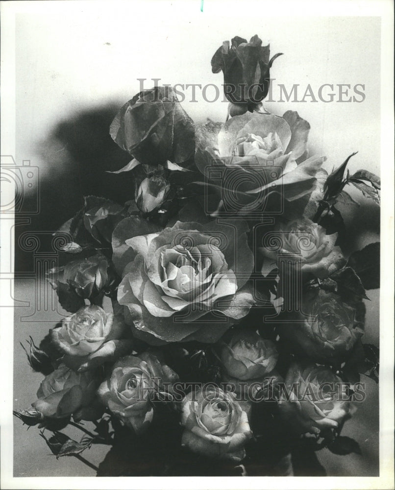 1978 All America award winning roses 1978 - Historic Images