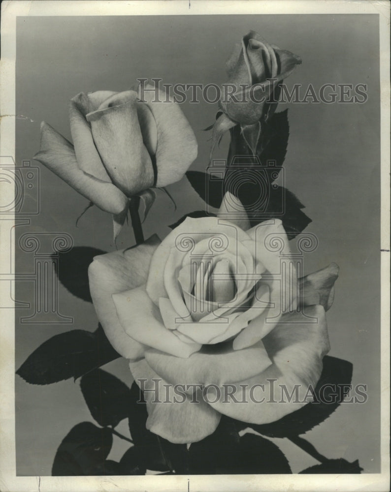 1969 Roses  - Historic Images