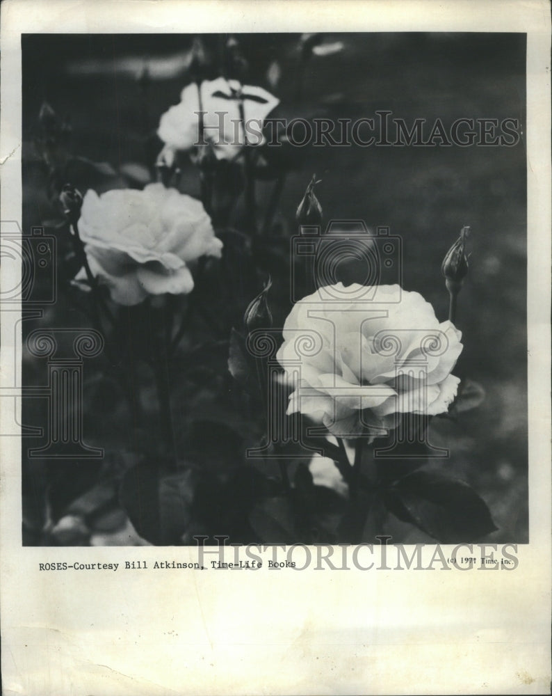 1985 Queen Elizabeth Finest Grandiflora Rose - Historic Images