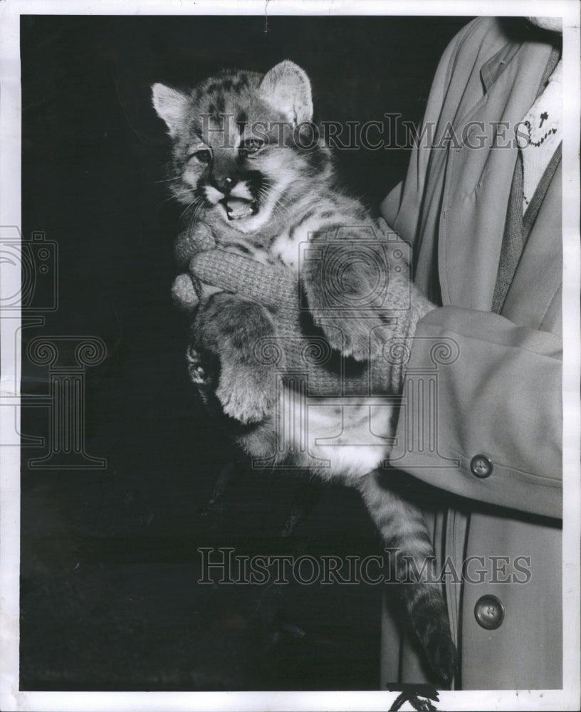 1954 Baby Puma Detroit Zoo Held - Historic Images