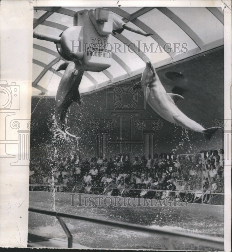 1964 Porpoises Jump Simultaneously Zoo - Historic Images