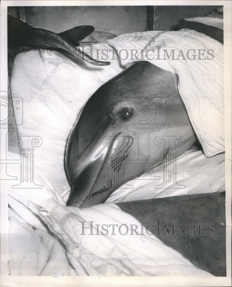 1961 Brookfield Zoo Porpoise Dolphin Sick - Historic Images