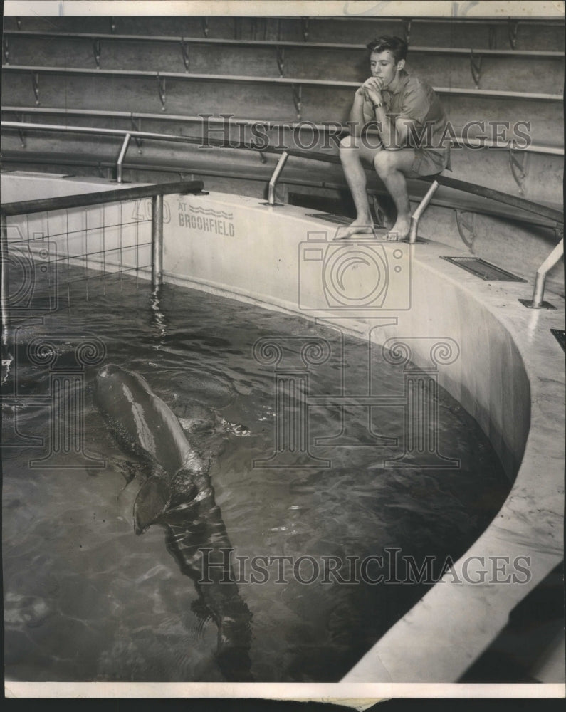 1961 Porpoises Sick Brookfield Zoo Tommy - Historic Images