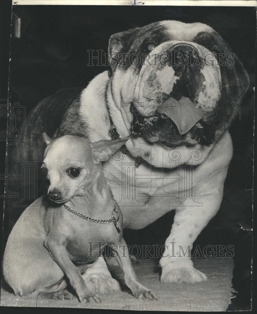 1966 Dog Show Preview Bulldog Chihuahua  - Historic Images