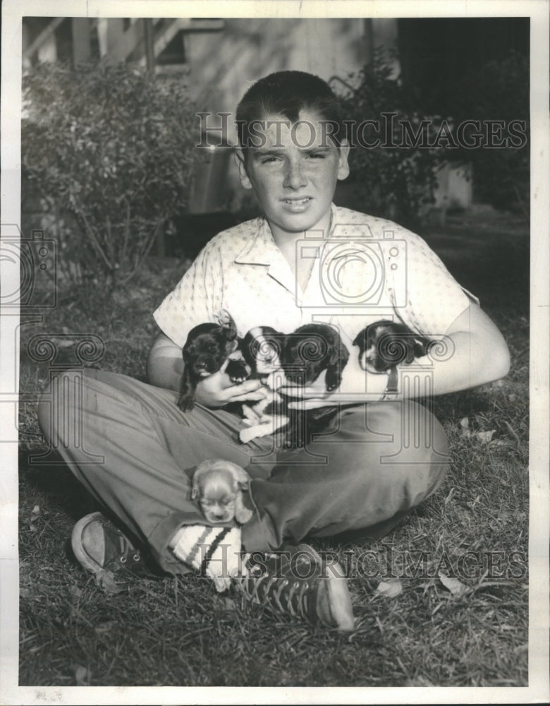 1960 Renzo DiCola Cocker Spaniel Puppies - Historic Images