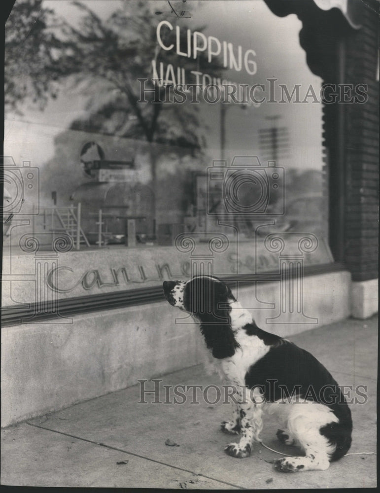 1950 springer spaniel, Pete looks the place - Historic Images