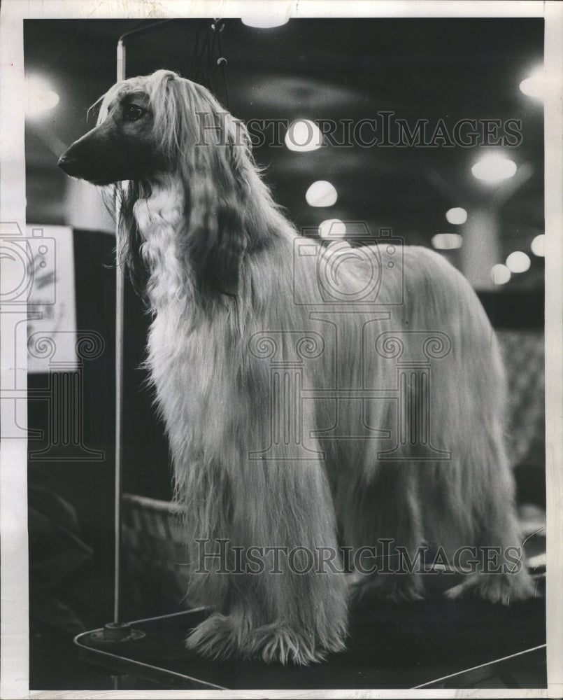 1971 Dog Show  - Historic Images