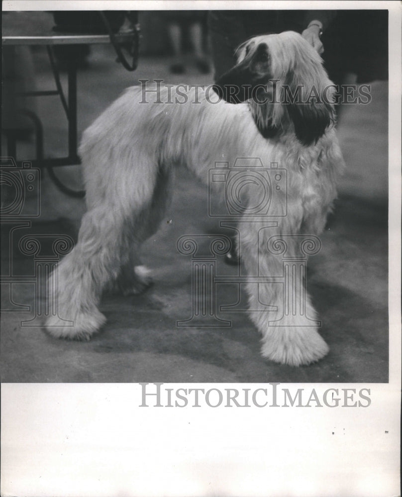 1975 Afghan Hound Dog Show Dark Ears - Historic Images