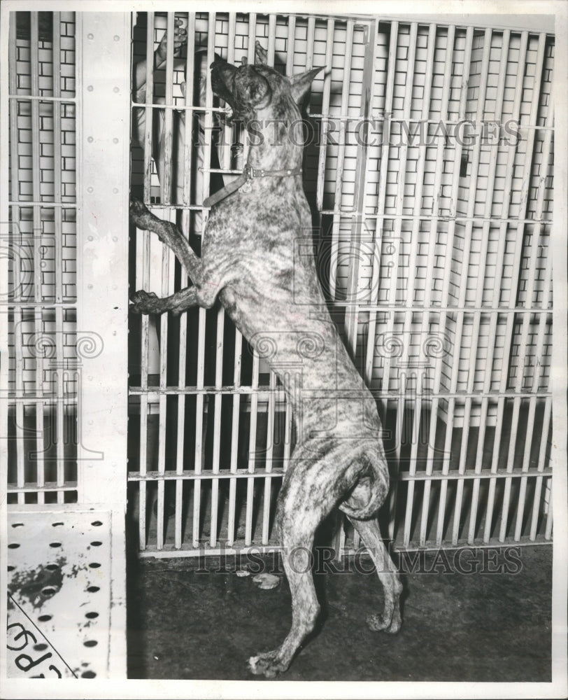 1955 Lost dog looking through bars - Historic Images