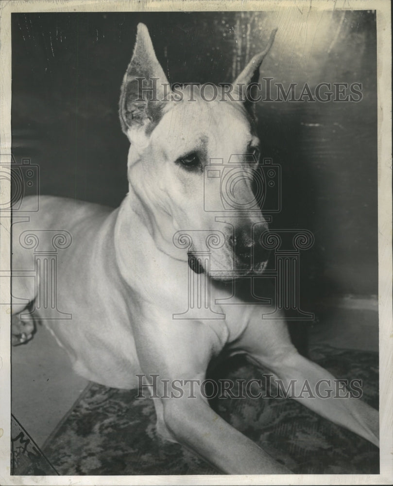 1953 Fred Evanger Great Dane Dog Show - Historic Images