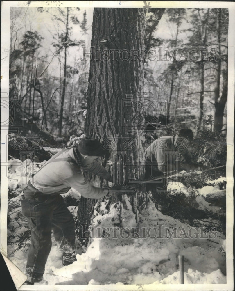 1941 Lumberjack Cut Down Large Tree - Historic Images