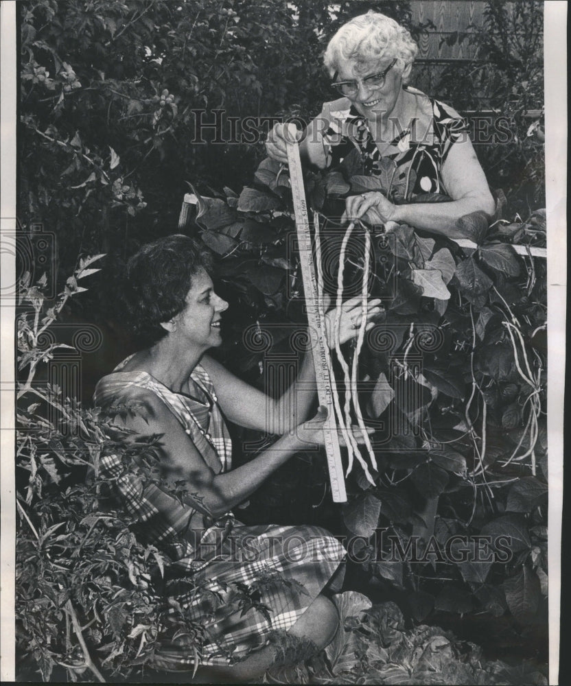 1968 27 Inch Long Stringbean Plant Garden - Historic Images