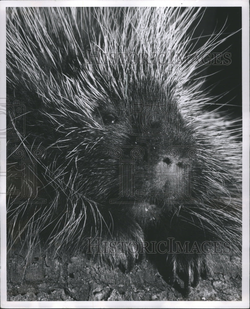 1956 Process Body Animal Metamorphosis Life - Historic Images