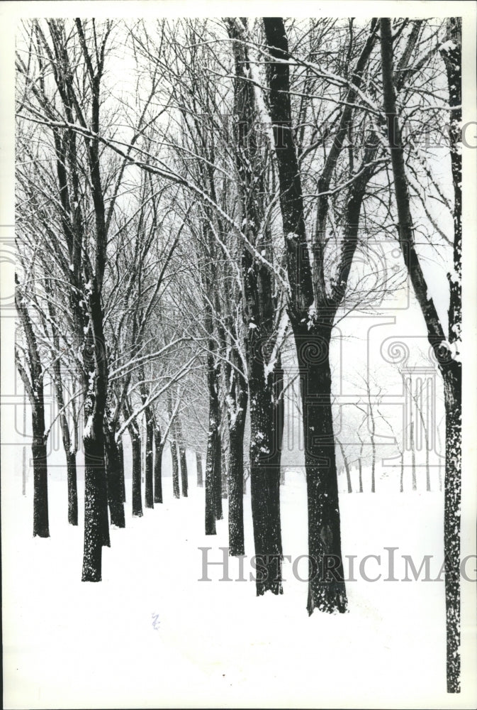 1981 Marquette Park Snow Tree Chicago - Historic Images