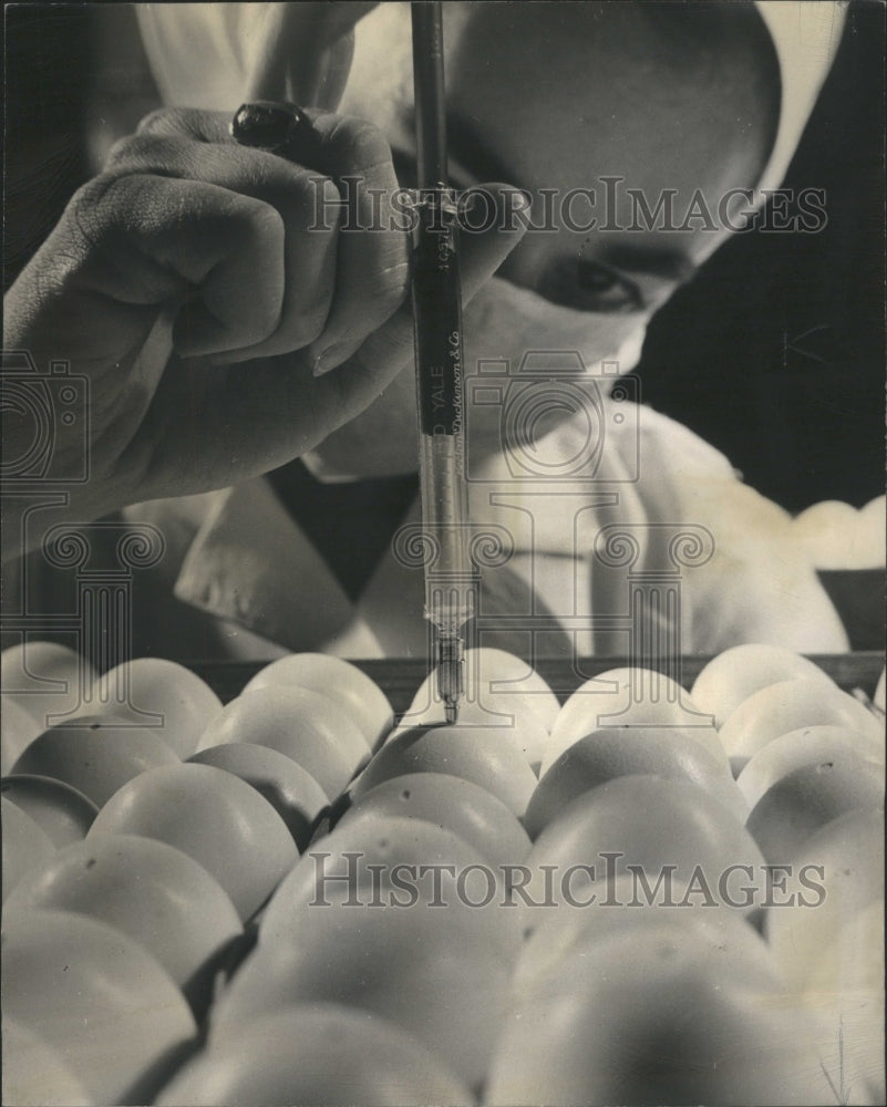 1950 Chick Embryos With Liva Virus - Historic Images