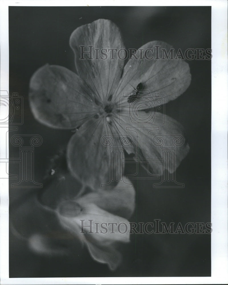 Gene Pesek Wild Geranium Light Purple Flowe - Historic Images