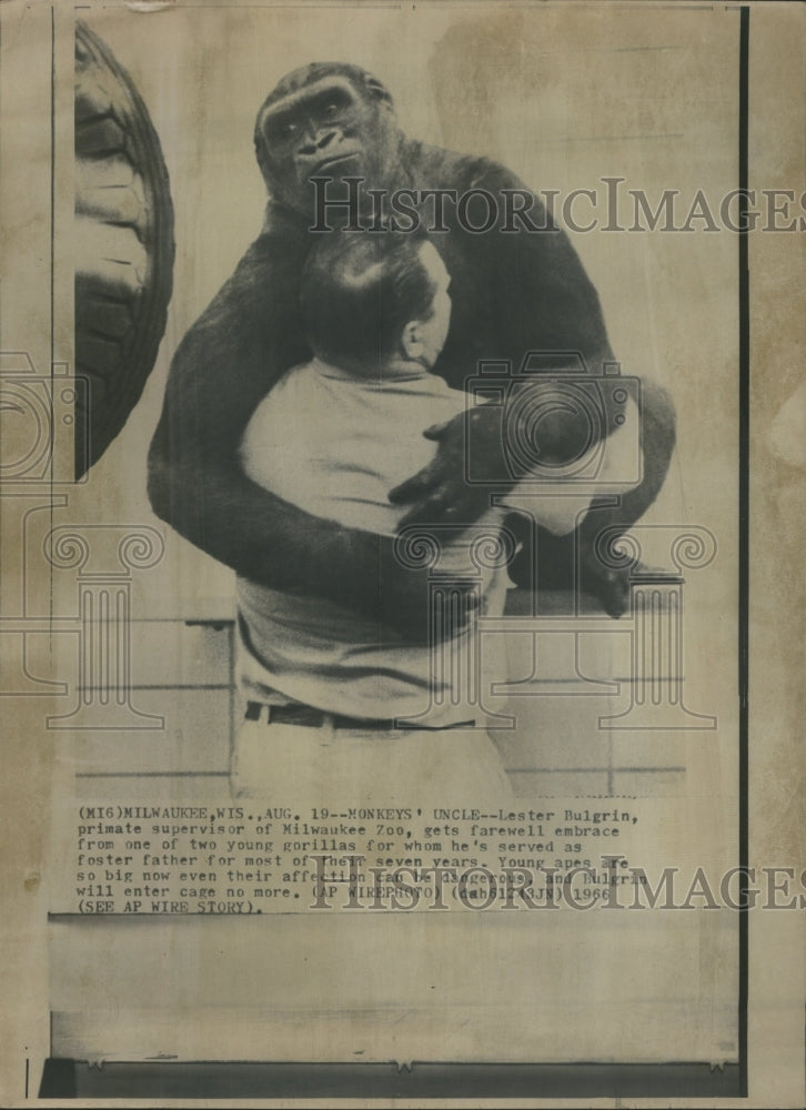 1966 Gorilla Milwaukee Zoo - Historic Images