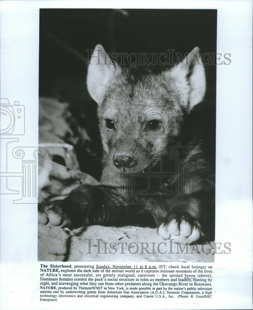  of African Spotted Hyena, Publicity Shot - Historic Images