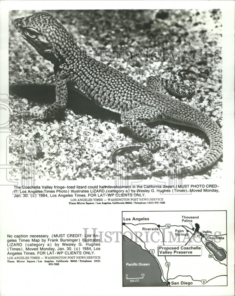 1984 Toed lizard - Historic Images