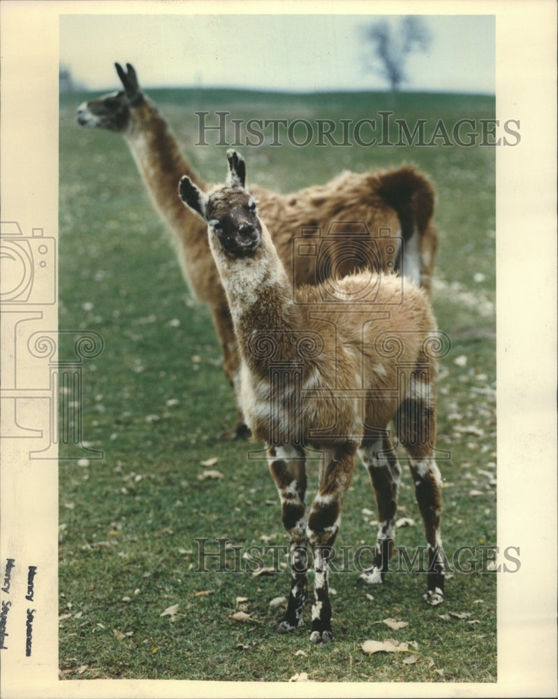 1991 Press Photo A Young Giraffe Llama Grazing Pen Char - RRR54707- Historic Images