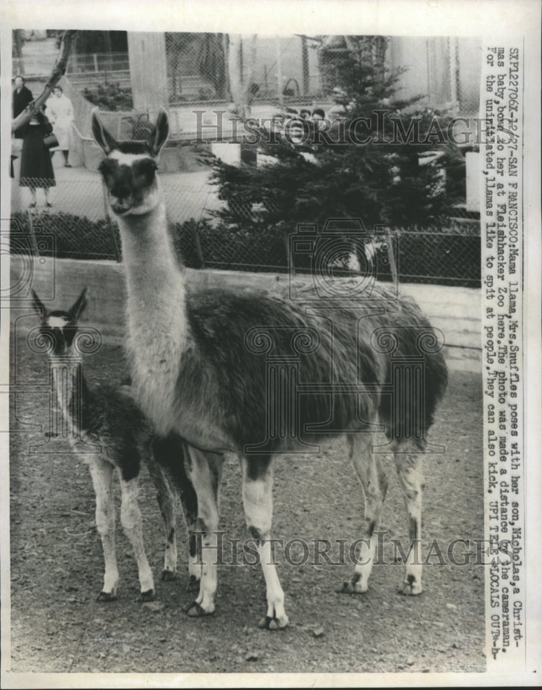 1960 Llamas San Francisco Zoo - Historic Images