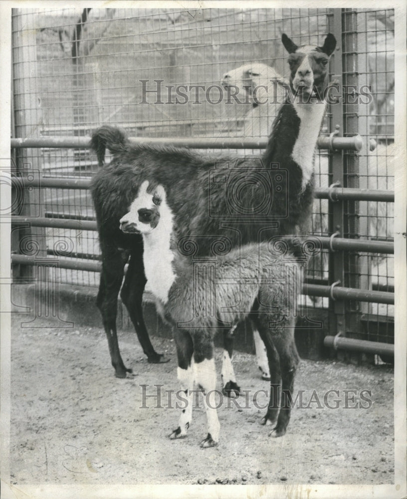 1955 Llamas Lincoln Park Zoo Chicago - Historic Images