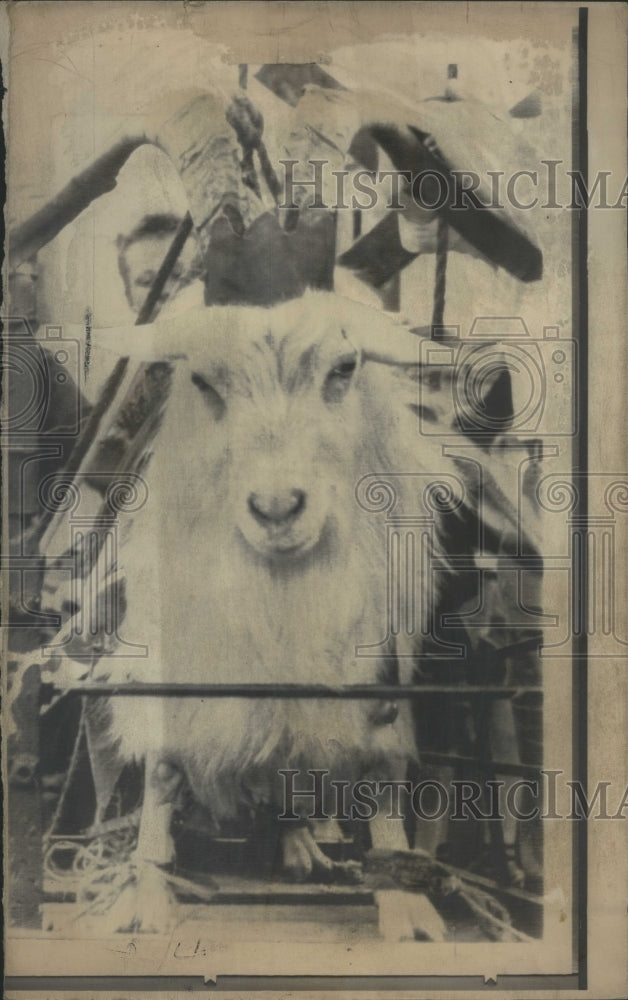1967 Best Goat in Ireland - Historic Images
