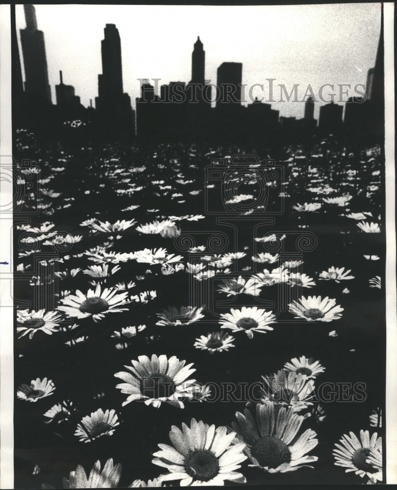 1957 Shasta Perennials Daisy Flower - Historic Images