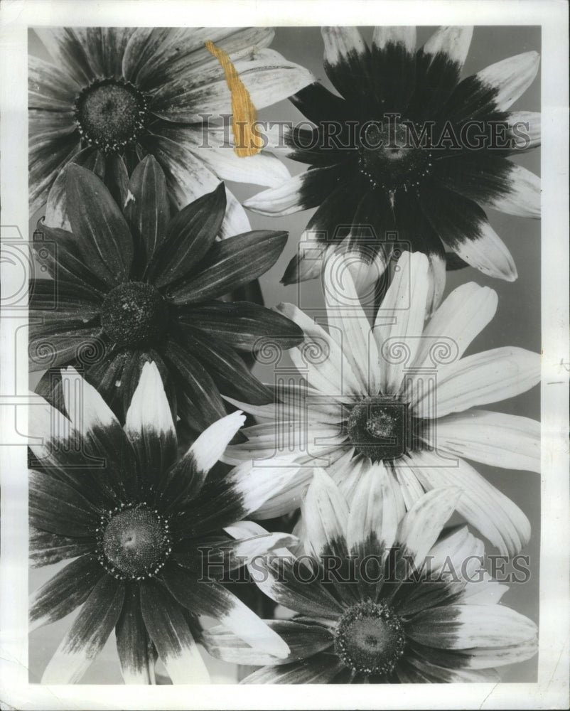1971 Flowers Glorisal Daisy Spinof - Historic Images